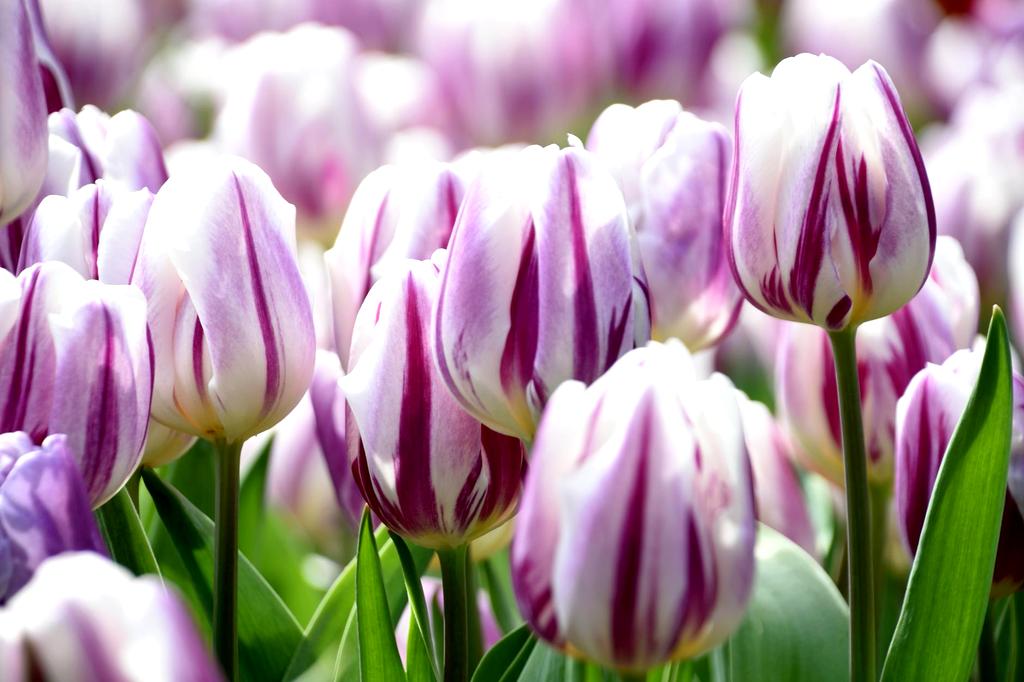 Flowers with complementary colors