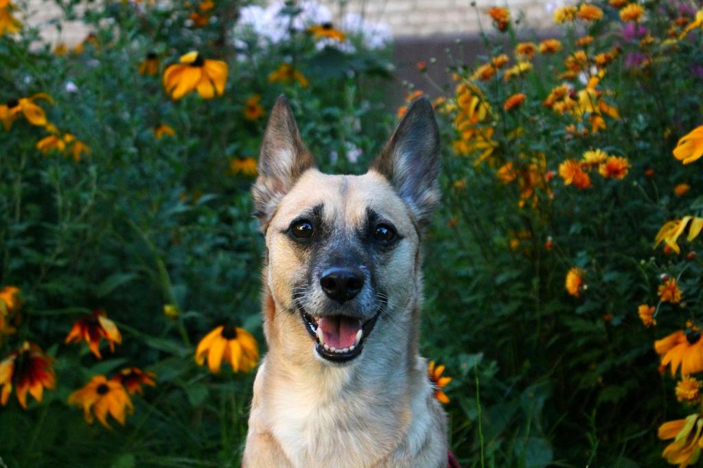 Drought-tolerant flower combination