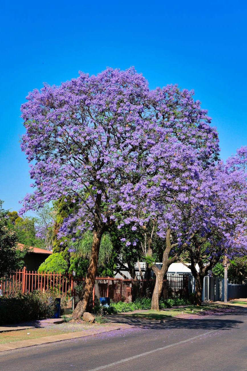 Shade garden flower combination