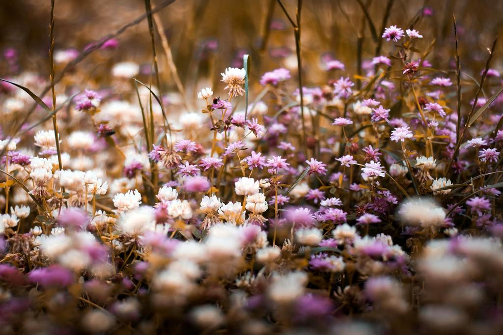 Summer flower bed combination